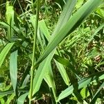 Lolium giganteum Blatt