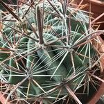 Ferocactus herrerae Foglia