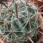 Fishhook barrel cactus (Ferocactus herrerae) - Stock Image - C033/6498 -  Science Photo Library