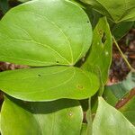 Schnella guianensis Leaf