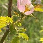 Rosa micrantha Foglia