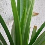 Pandanus amaryllifoliusLeaf