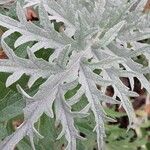 Cynara scolymus Yaprak