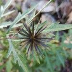 Bidens subalternans Vrucht