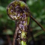 Pteris pteridioides