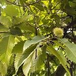 Castanea sativa Plod