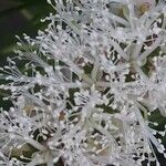 Melaleuca armillaris Квітка