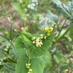 Fagopyrum tataricum পাতা