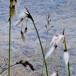 Eriophorum latifolium Хабит