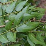 Copaifera aromatica Folla