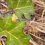 Solanum capsicoides Φύλλο