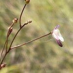 Genlisea angolensis Flor