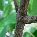 Cornus macrophylla Bark