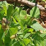 Dioscorea polystachya Hoja