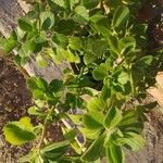 Plectranthus amboinicus Leaf