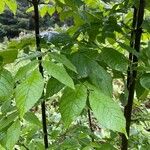 Fraxinus latifolia Leaf