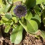 Globularia bisnagarica Frunză