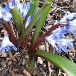 Scilla forbesii পাতা