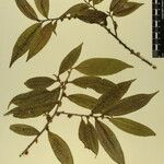 Eurya cerasifolia Other