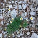 Anthemis cretica Flor