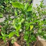 Citrus × limon Blatt
