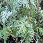 Cynara cardunculus ഇല