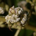 Ardisia densiflora Blomma