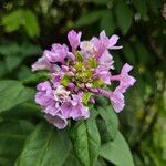 Phlox paniculata Kukka