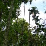 Areca catechu Habit