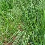 Bromus sterilis অভ্যাস