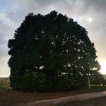 Sequoiadendron giganteum 樹皮
