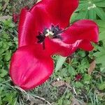 Tulipa billietiana Virág