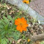 Cosmos sulphureusFlor