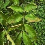 Afzelia bipindensis Folha