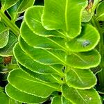 Asplenium obtusatum Leaf