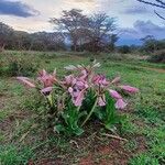 Crinum macowanii Hábitos