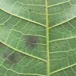 Sorocea pubivena Leaf