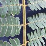 Senegalia polyphylla List