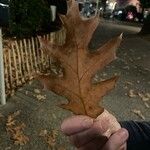 Quercus kelloggii Leaf