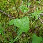 Phyteuma ovatum 葉