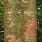 Inga nouragensis Kabuk