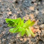 Rotala tenella ഇല