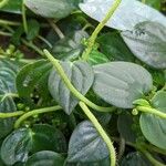 Peperomia urocarpa Feuille