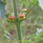 Scrophularia grandiflora Máis