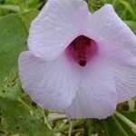 Hibiscus furcellatus 花