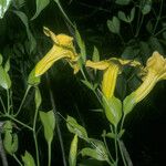 Adenocalymma bracteosum Flor