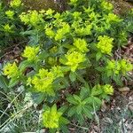Euphorbia hyberna অভ্যাস