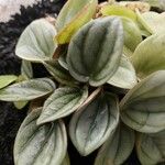 Dioscorea pyrenaica Leaf