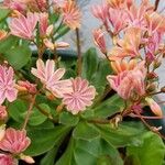 Lewisia cotyledon (S.Watson) B.L.Rob.Flors