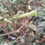 Nicotiana paniculata 花